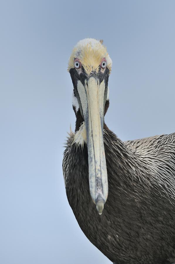 Pelican looking at you Photograph by Bradford Martin