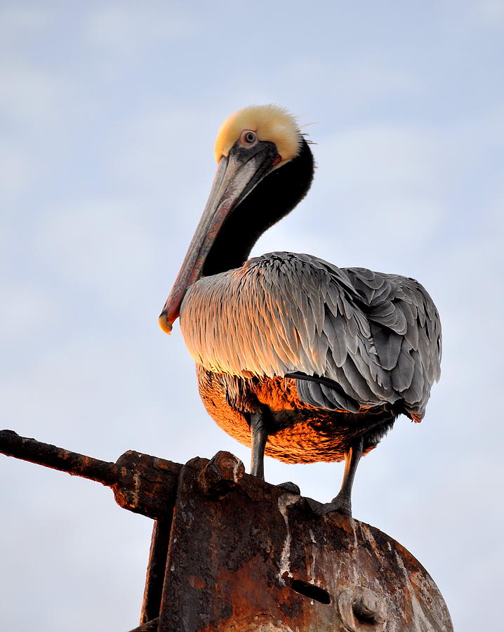 Pelican Looking Back Photograph