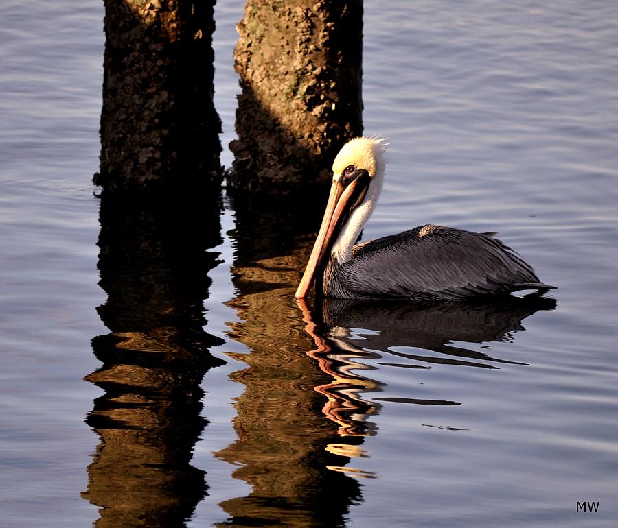 Bird Photograph - Pelican by Marcia b Wood
