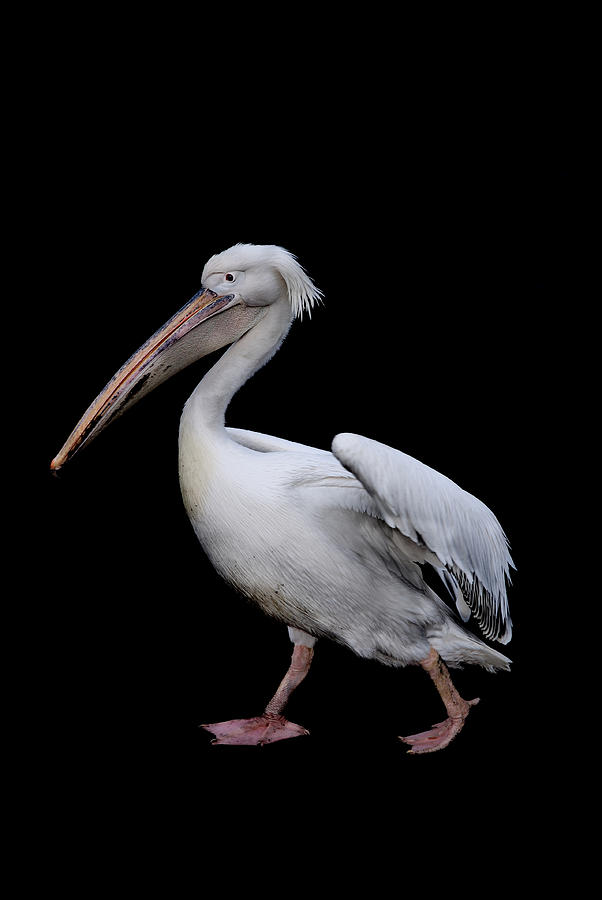 Pelican Photograph - Pelican by Mark Rogan