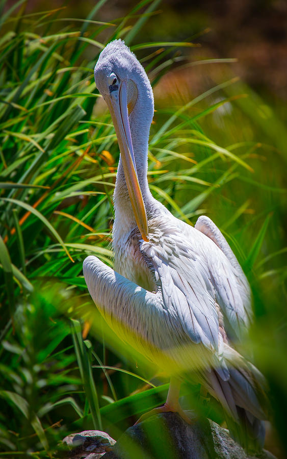 Pelican Photograph by Matthew Onheiber