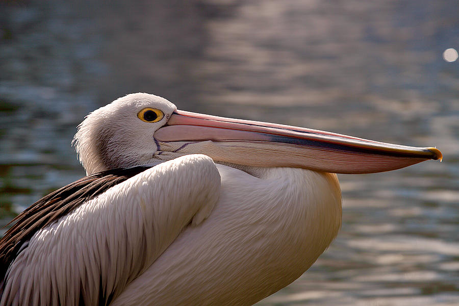Pelican Photograph - Pelican by Michelle Wrighton