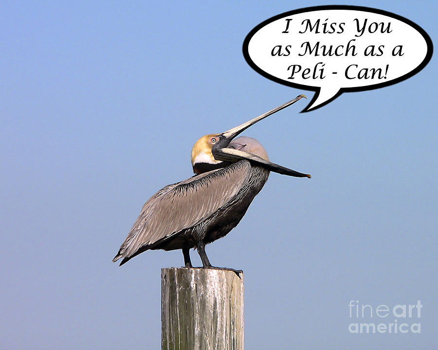 Pelican Miss You Card Photograph by Al Powell Photography USA