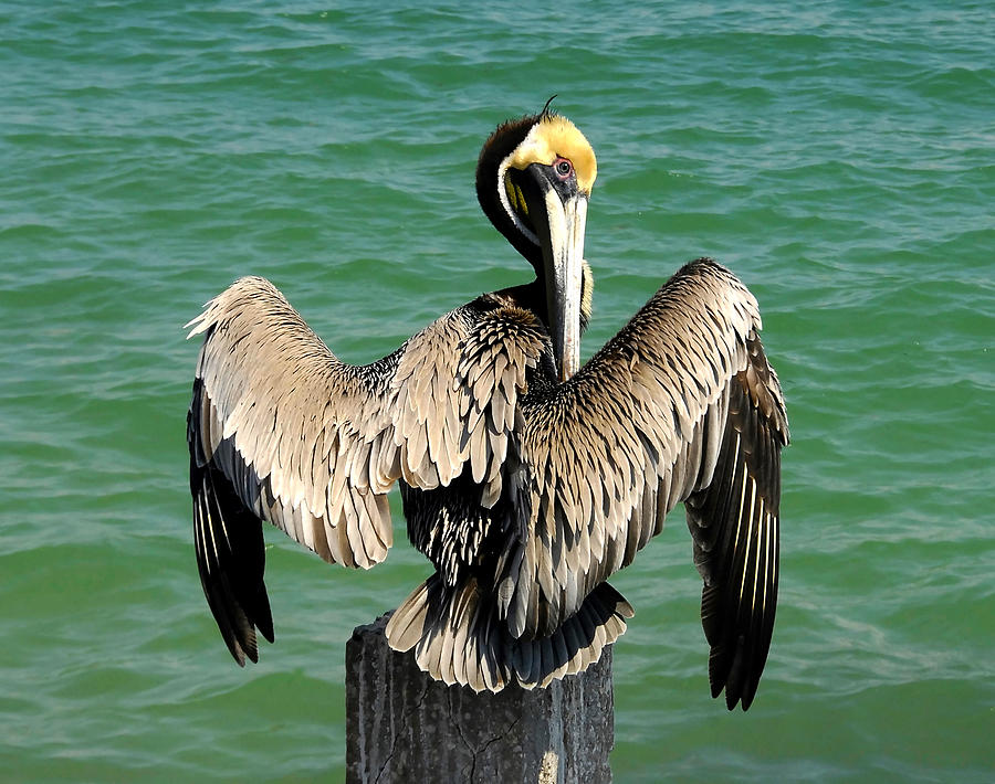 Pelican modeling Photograph by David Lee Thompson