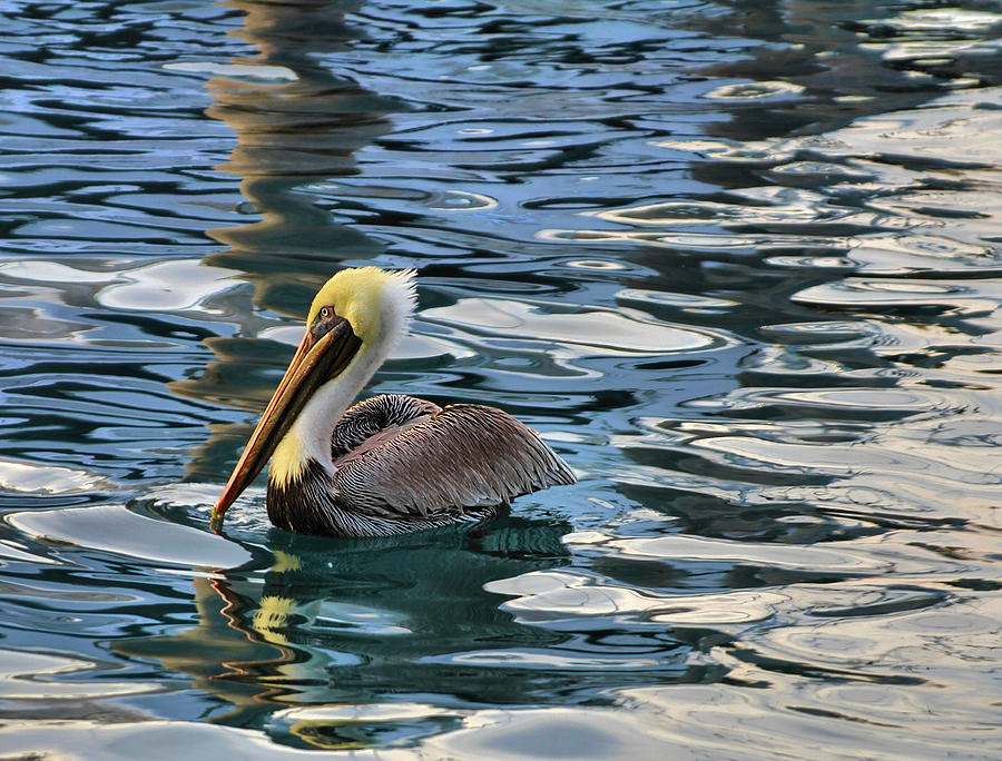 Pelican Monet Photograph by Debra and Dave Vanderlaan