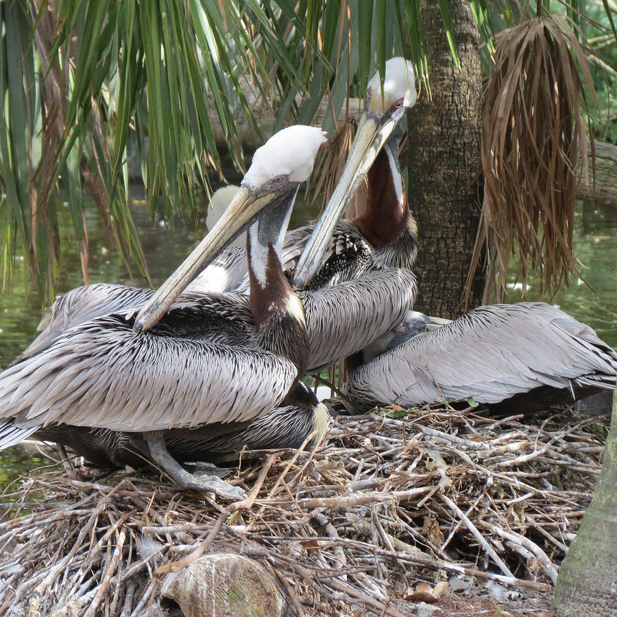 Pelican Nest Photograph by Vijay Sharon Govender