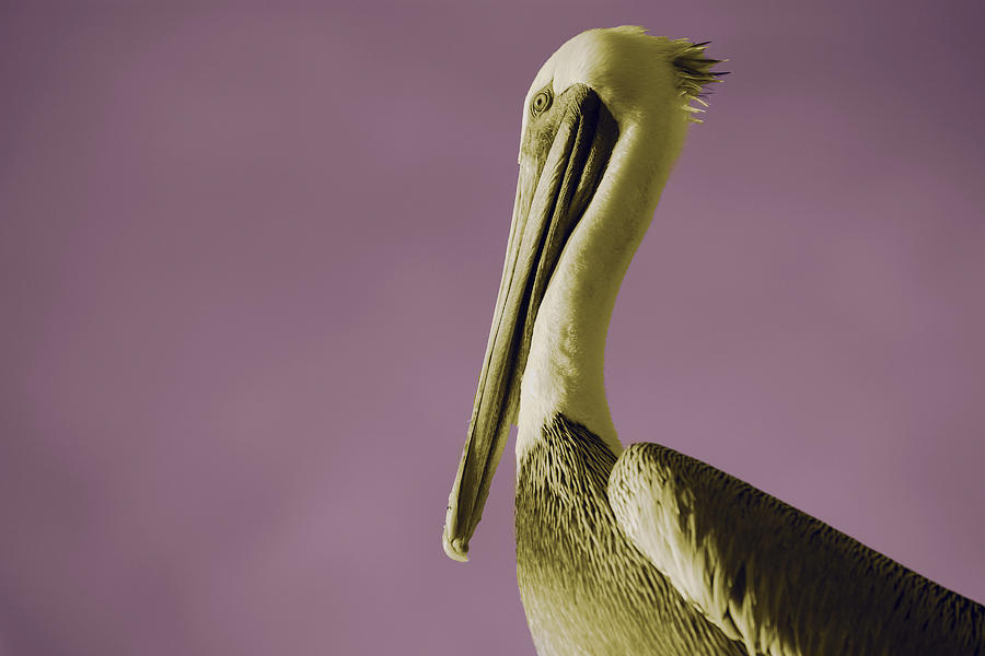 Nature Photograph - Pelican by Nicole Swanger