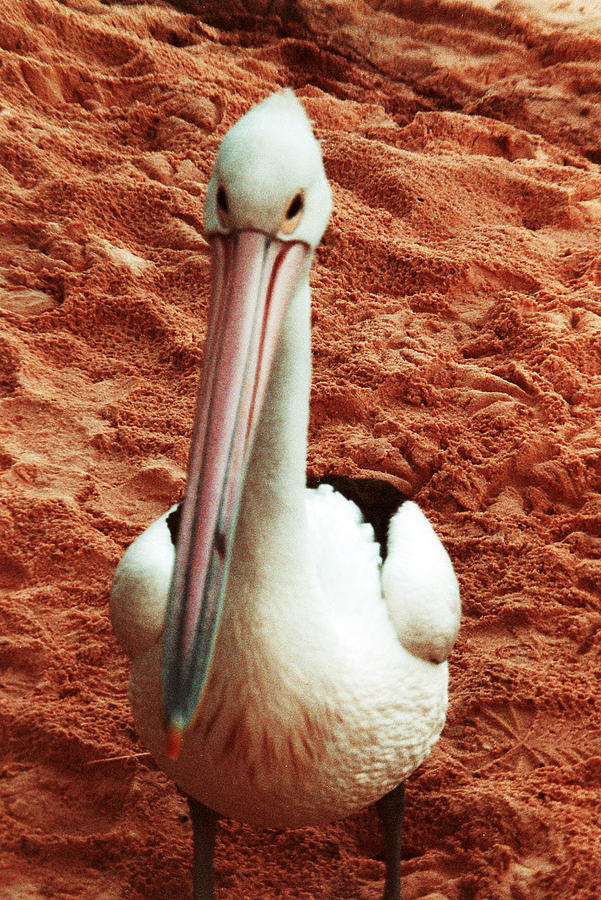 Pelican of Tangalooma Photograph by Audrey Robillard