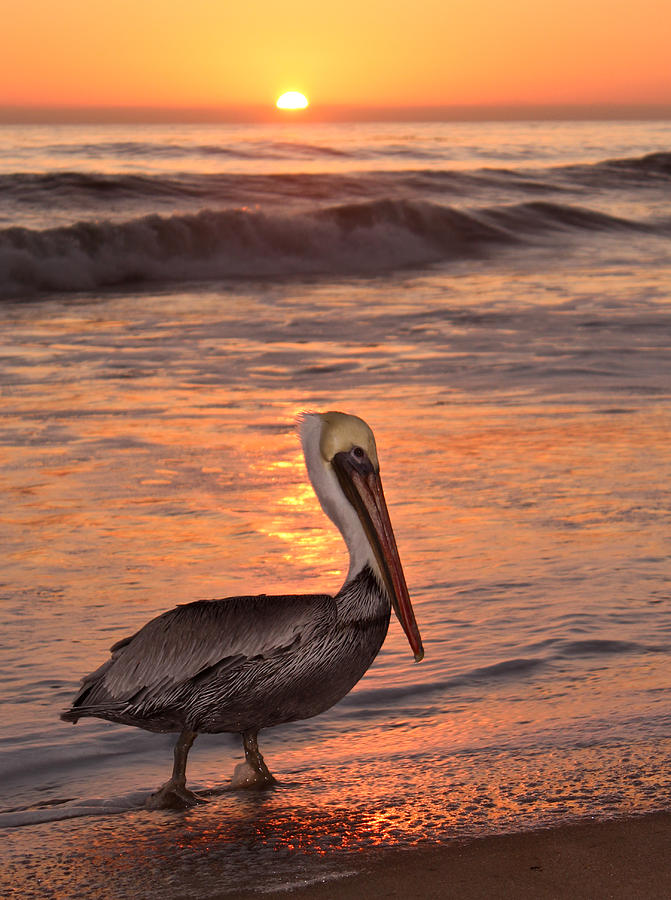 Wildlife Photograph - Pelican by Olga Vlasenko