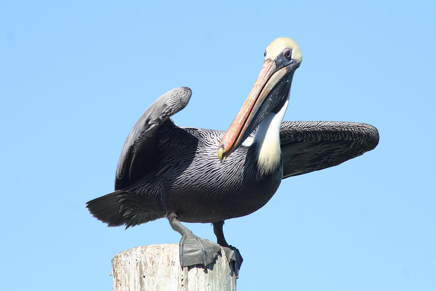 Pelican Photograph - Pelican on a perch by Stephanie  Kriza