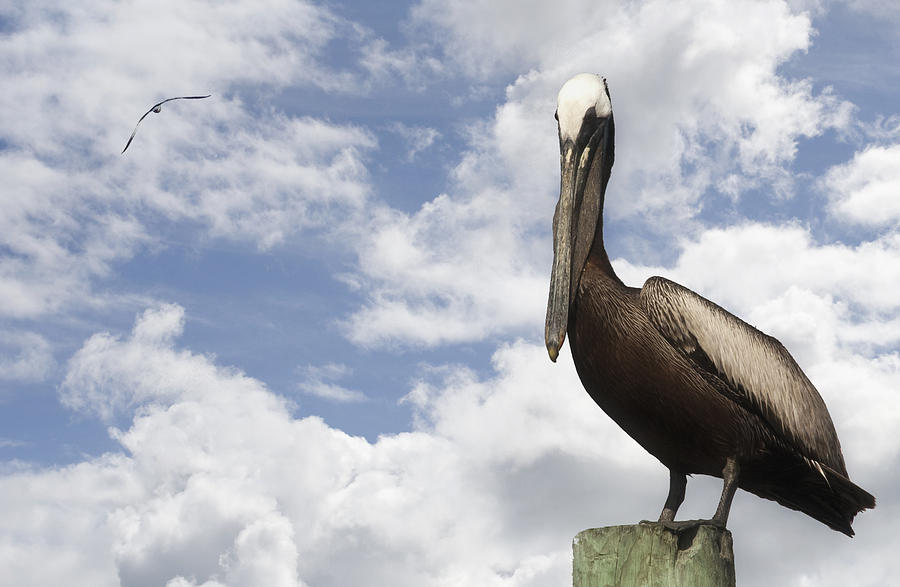 Pelican On A Piling 2 Photograph by Phil Mancuso