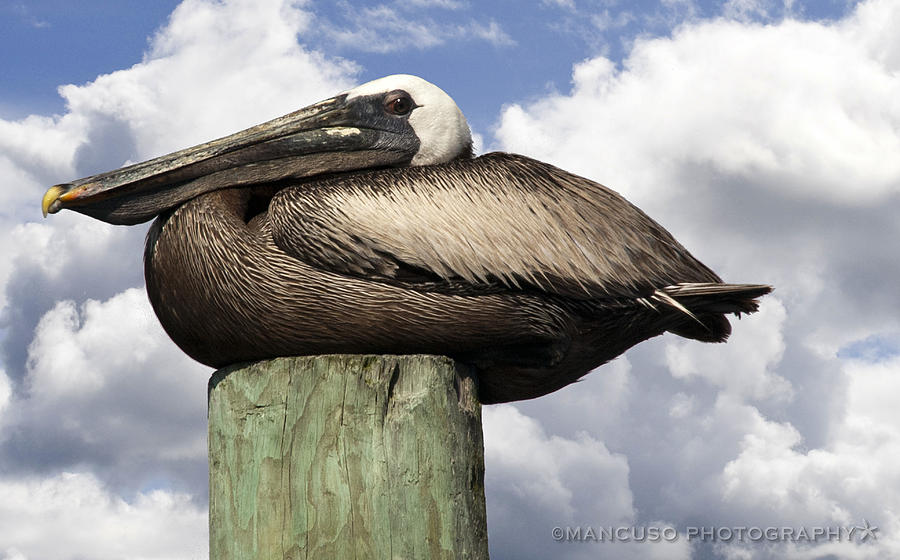 Pelican On A Piling Photograph by Phil Mancuso