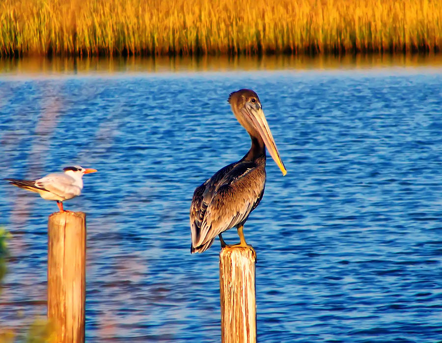 Pelican Photograph - Pelican on a pole by Flees Photos