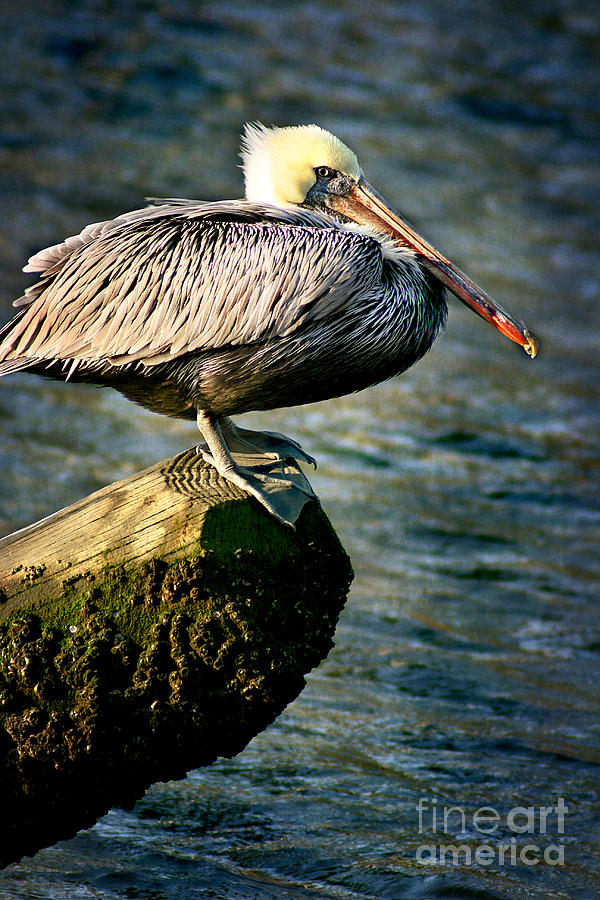 Pelican Photograph - Pelican on a Pole by Joan McCool