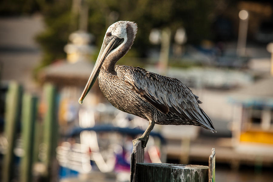 Pelican Photograph - Pelican on a Pole by Paul Bartoszek