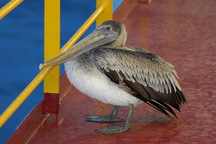 Pelican On A Ship Deck 