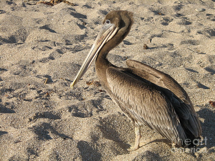 Pelican on Beach Photograph by DejaVu Designs