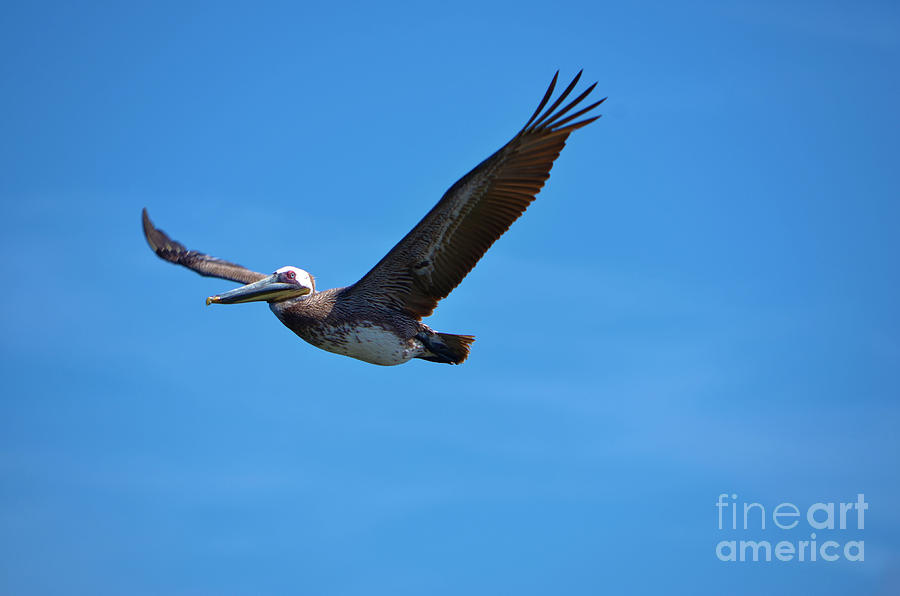 Pelican On Blue Photograph by Bob Sample - Pixels