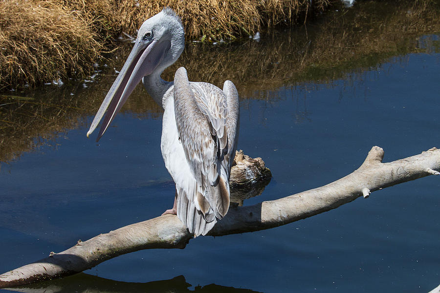 Pelican Photograph - Pelican On Branch by Garry Gay