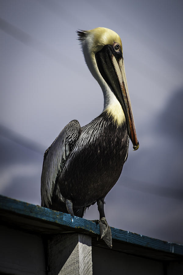 Pelican On Dock Photograph by Debra Forand