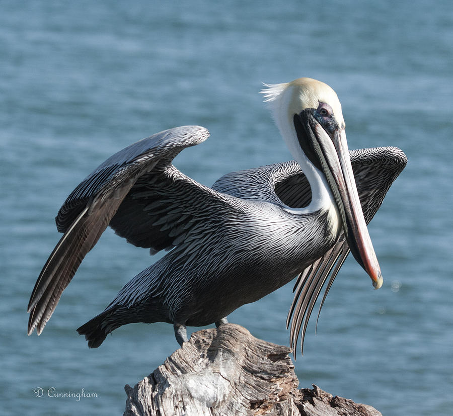Pelican on Driftwood Photograph by Dorothy Cunningham