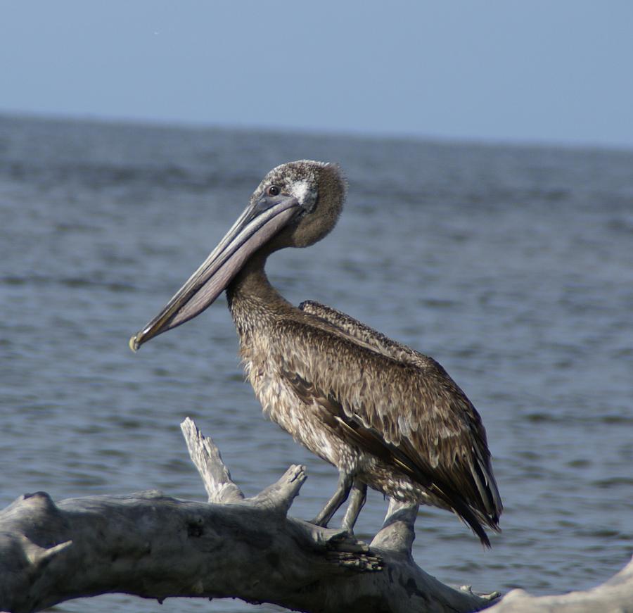 Pelican On Driftwood Photograph