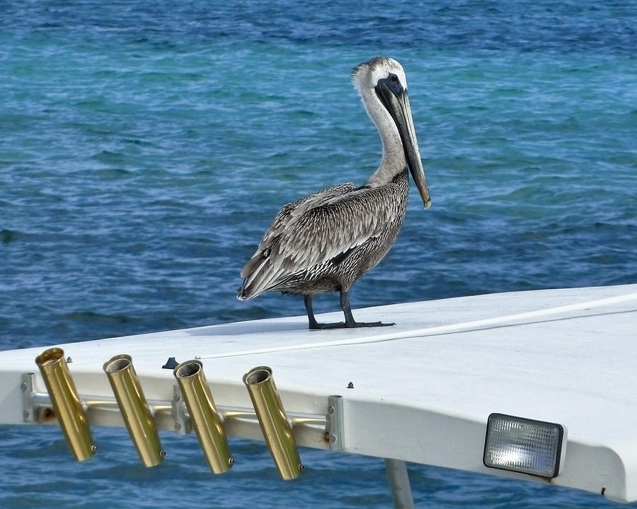 Pelican on Guard Photograph by Betty Eich