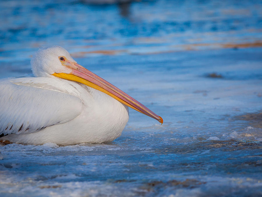 Pelican Photograph - Pelican on Ice by Chris Hurst