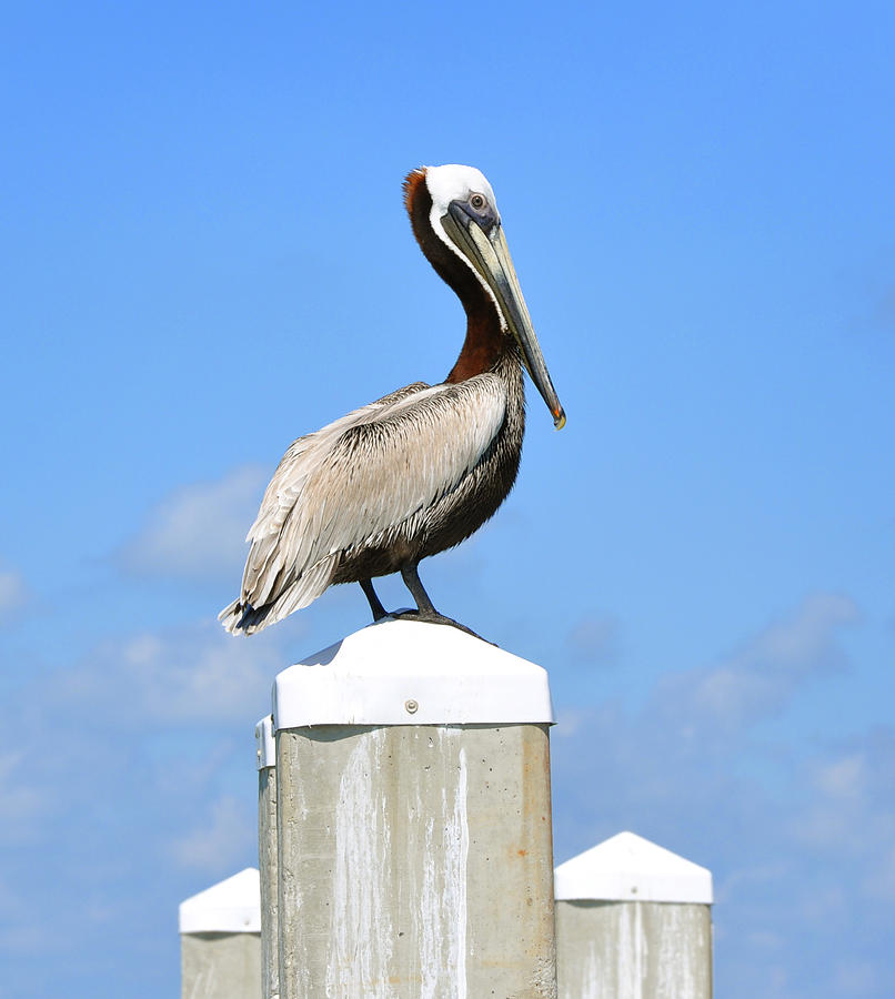 Pelican on Pier Photograph by Rebecca Brittain | Fine Art America