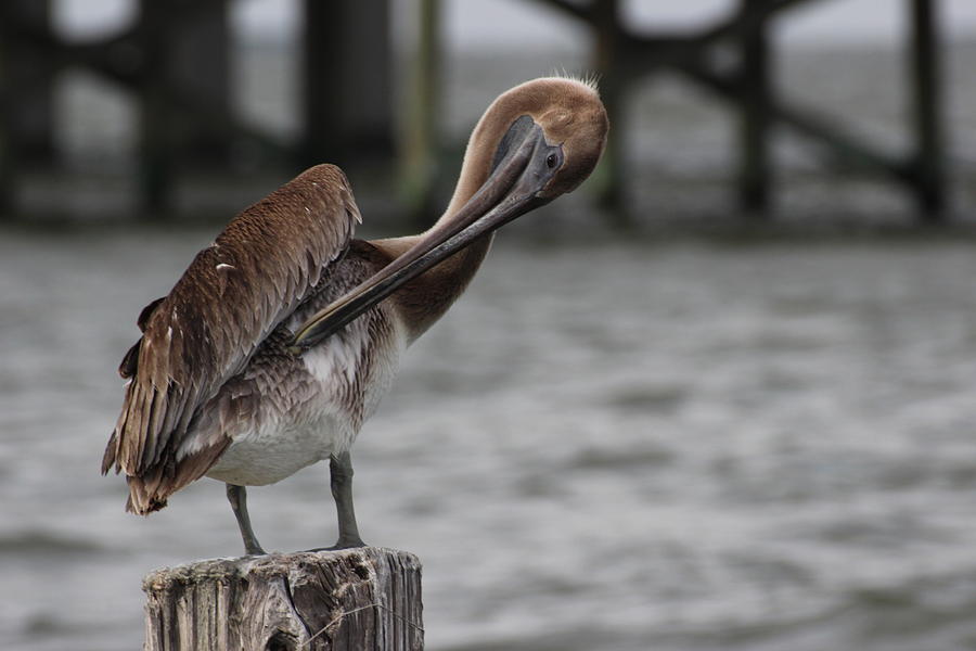 Pelican on Pier Photograph by Toni and Rene Maggio