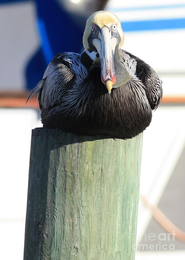 Pelican Photograph - Pelican on Piling by Carol Groenen