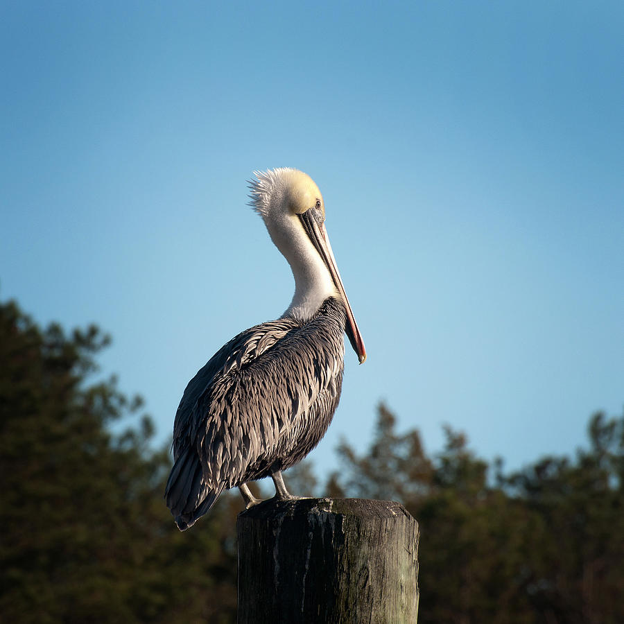 Pelican On Piling Photograph