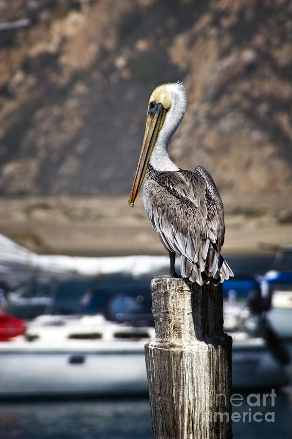 Pelican Photograph - Pelican On Post by Timothy Hacker