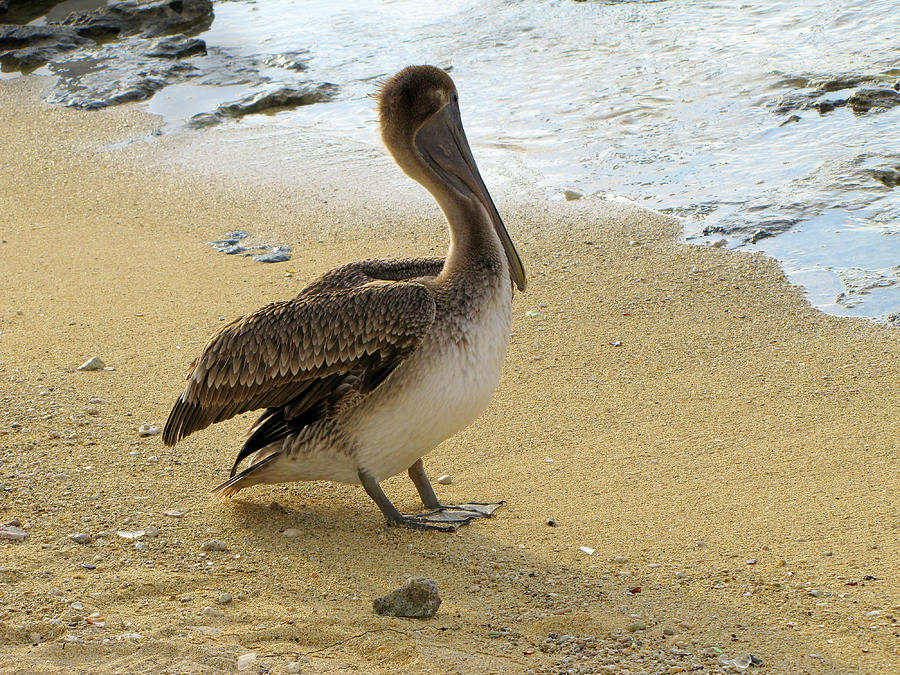 Pelican on the Beach  Photograph by Ann Powell