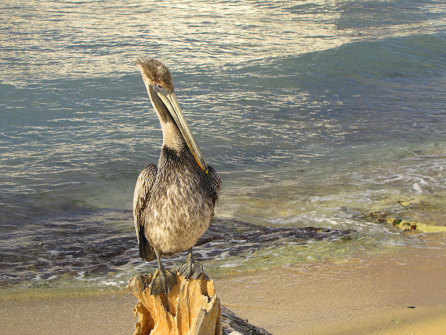 Pelican on the Beach -nature photography Photograph by Ann Powell