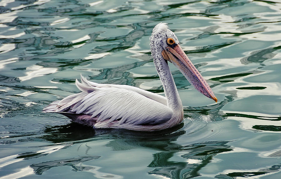 Pelican on the Green Water Photograph by Jenny Rainbow