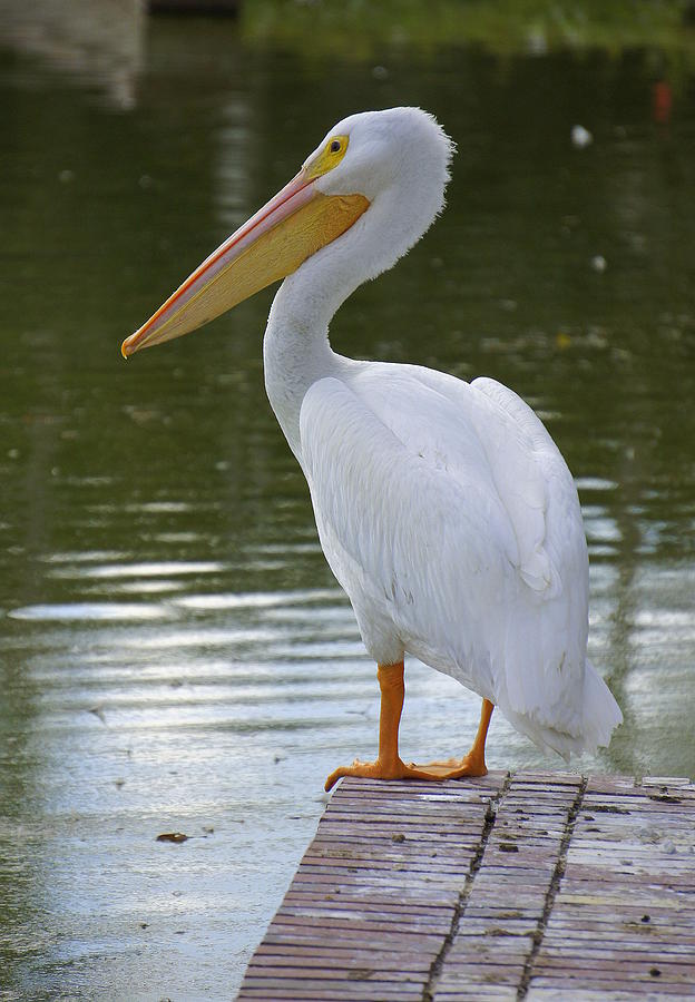 Pelican on the Lake Photograph by Laurie Perry