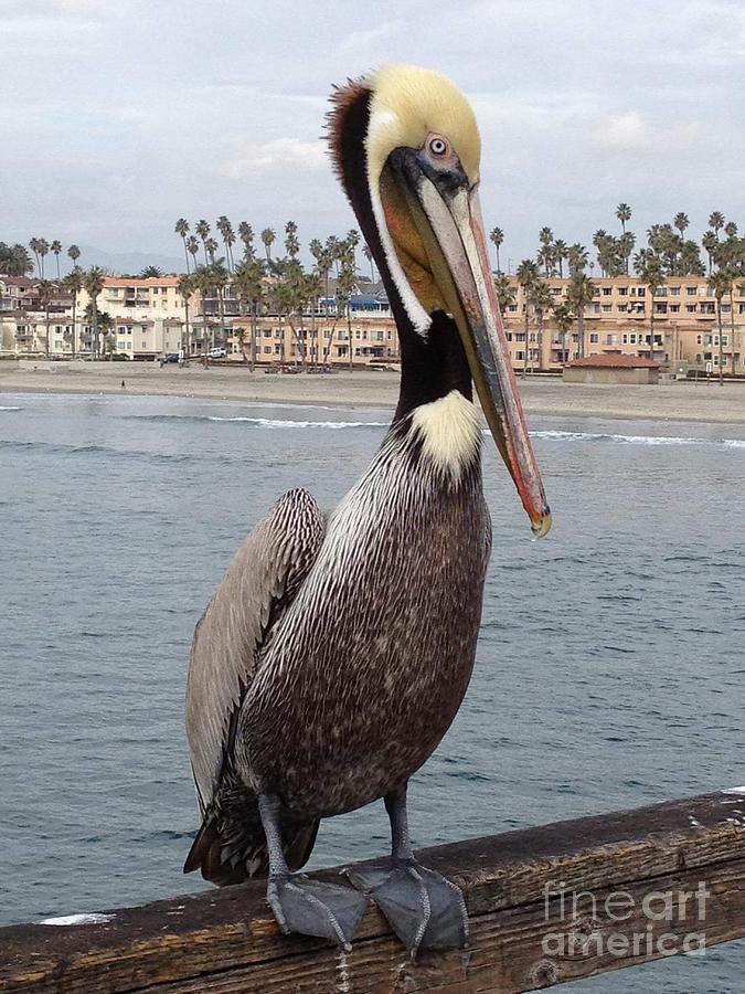 Pelican on the Pier  Photograph by Bridgette Gomes