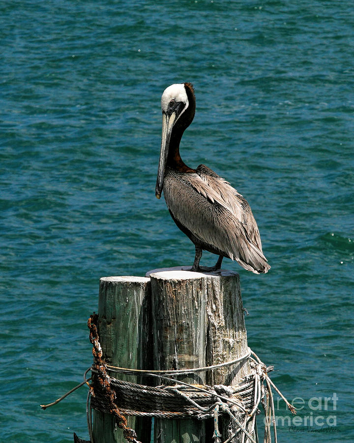 Pelican on the Pilings Photograph by Clare VanderVeen