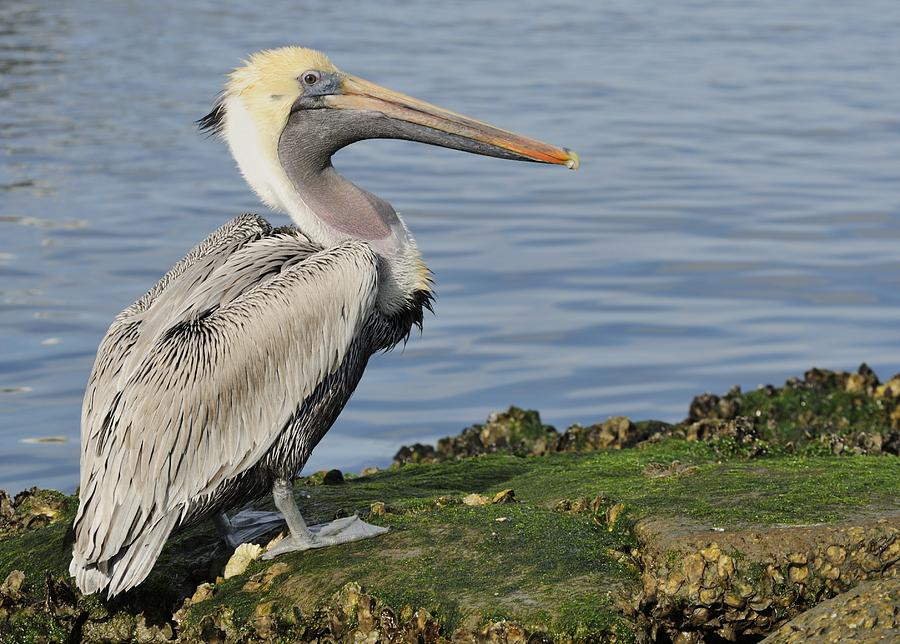 Pelican On The Rocks Photograph