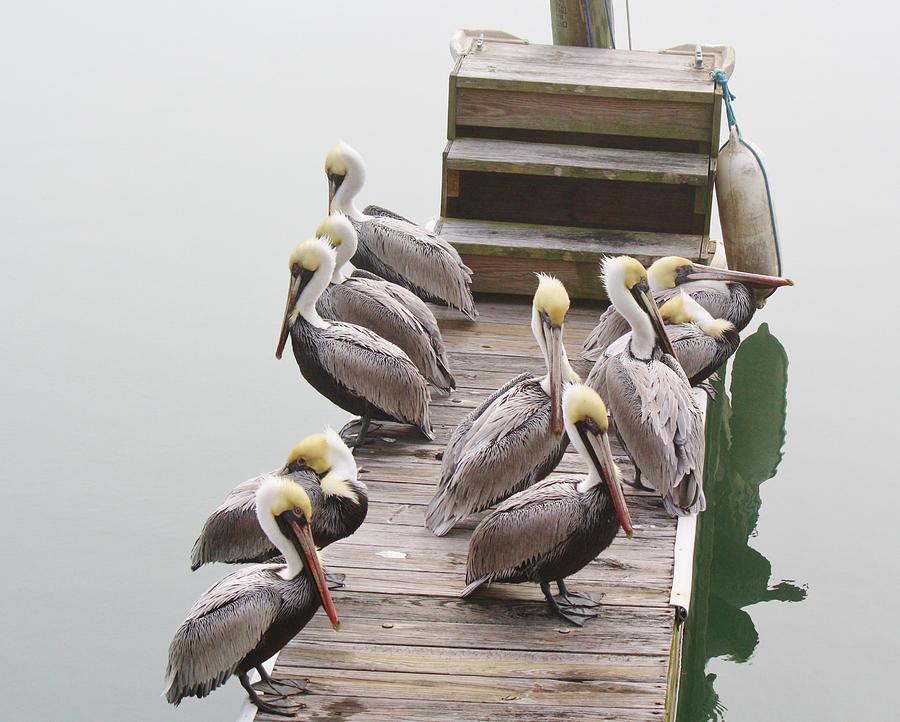 Pelican Photograph - Pelican on the Stairway to No Where by Paulette Thomas