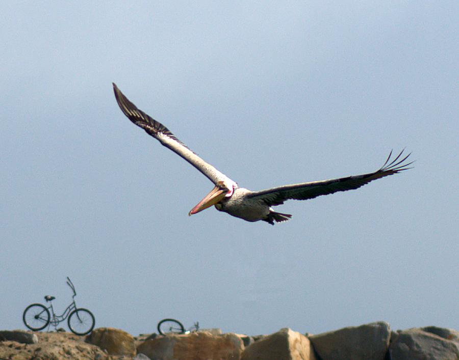 Pelican Over Bikes Photograph by Patricia Quandel