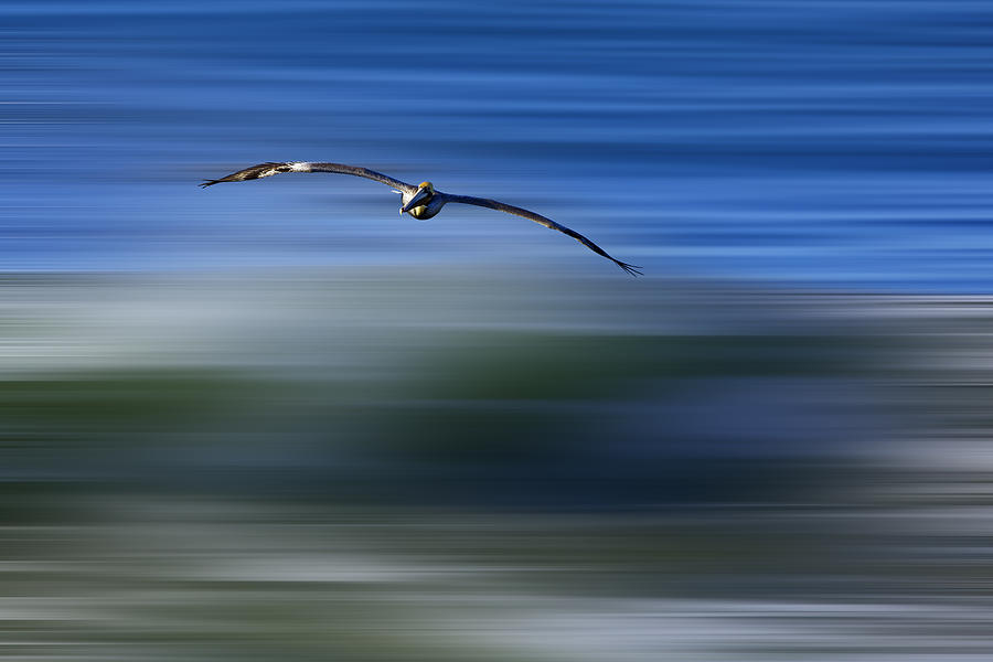 Pelican Over Green Wave  MG5582 Digital Art by David Orias