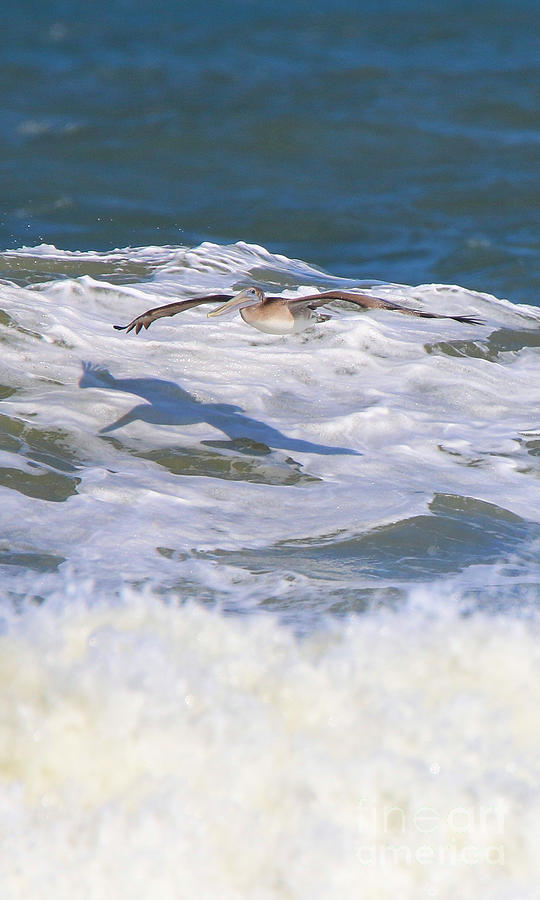 Pelican over Surf 3710b Photograph by Jack Schultz