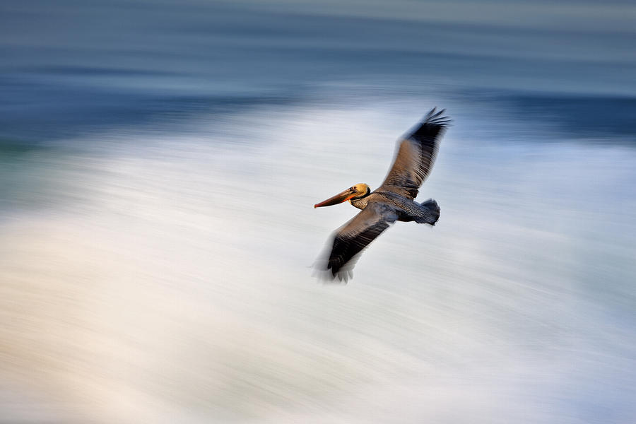 Pelican Over Wave  MG_1212 Photograph by David Orias
