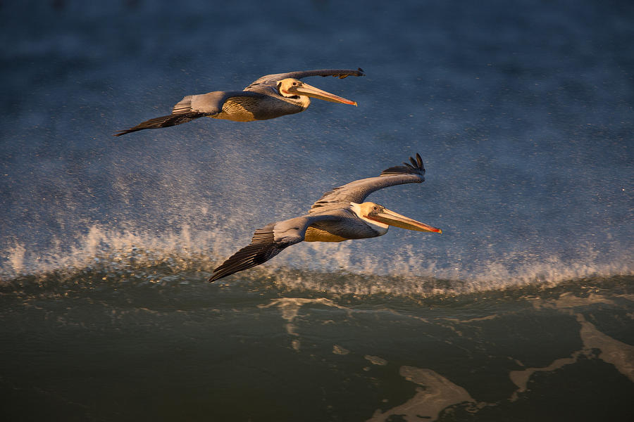 Pelican Pair  73A2315 Photograph by David Orias