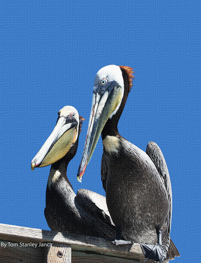 Pelican Pair At Oceanside Pier Photograph by Tom Janca