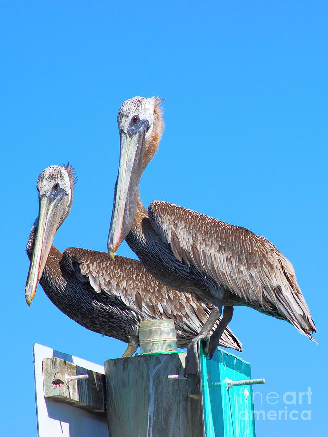Pelican Photograph - Pelican Pair II by Andre Turner
