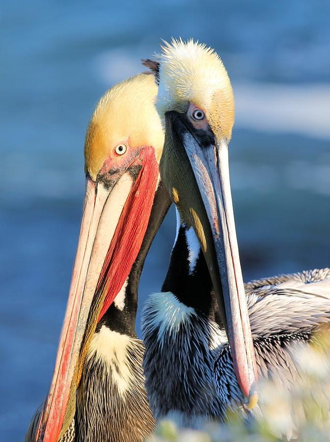 Pelican Pair Photograph by Jane Girardot