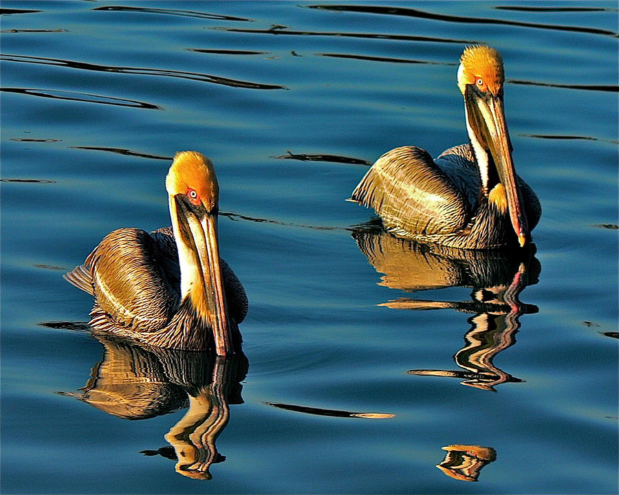 Pelican Pair Photograph by Jean Wright